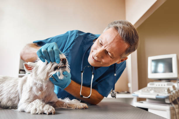Best Knocked-Out Tooth Emergency  in Burgaw, NC